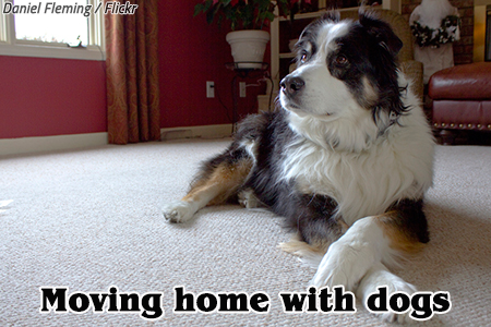 Moving home with a dog